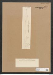 Diatomeae indet. Zeichnungen Sammlung Grunow Nr. 4563 (NHMW-BOT-W0372522)